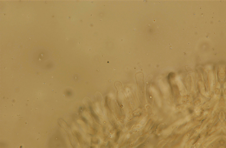 Forse Schizopora paradoxa? - foto 3343 (Phlebia aurea)
